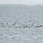 Eider à lunettes