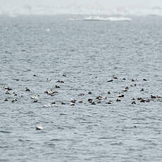 Eider à lunettes