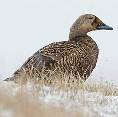 Eider à lunettes