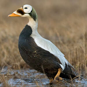 Eider à lunettes