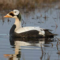 Eider à lunettes