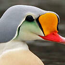 Eider à tête grise