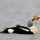 Eider à tête grise
