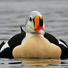 Eider à tête grise