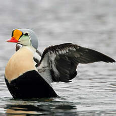 Eider à tête grise