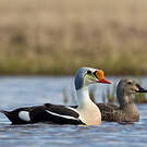 Eider à tête grise