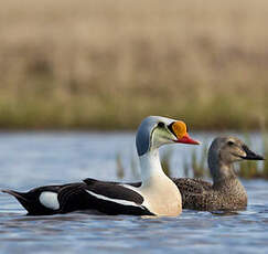 Eider à tête grise