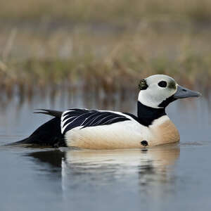 Eider de Steller