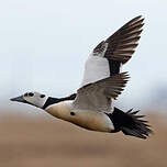 Eider de Steller