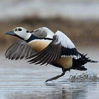 Eider de Steller