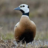 Eider de Steller