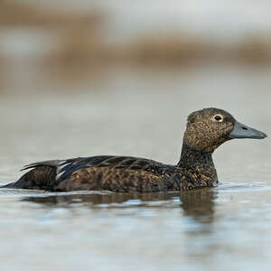 Eider de Steller