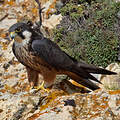 Eleonora's Falcon