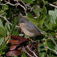 Fauvette de Moltoni