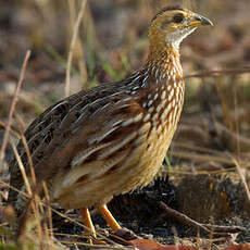 Francolin à gorge blanche