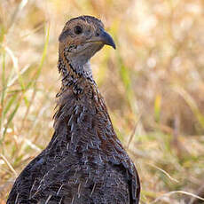 Francolin d'Archer