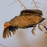 Francolin de Swainson