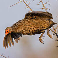 Francolin de Swainson