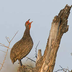 Francolin de Swainson