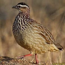 Francolin huppé