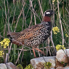 Francolin noir