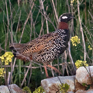 Francolin noir