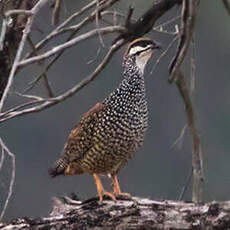 Francolin perlé