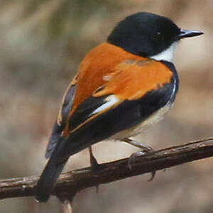 Gobemouche de Timor