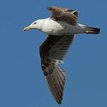 Goéland d'Audubon