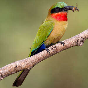 enestående Forskel Vænne sig til Red-throated Bee-eater - Merops bulocki