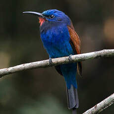 Guêpier à moustaches bleues