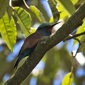 Guêpier à tête bleue