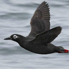 Guillemot à lunettes