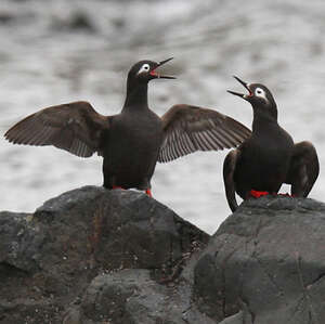 Guillemot à lunettes