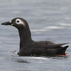 Guillemot à lunettes