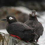 Guillemot à lunettes