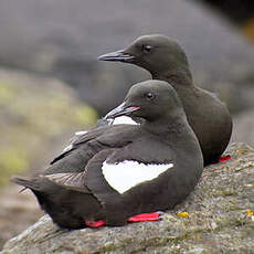 Guillemot à miroir