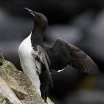 Guillemot de Brünnich