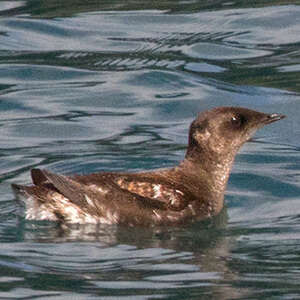 Guillemot marbré