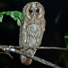 Hibou de la Jamaïque