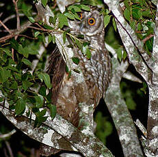 Hibou maître-bois