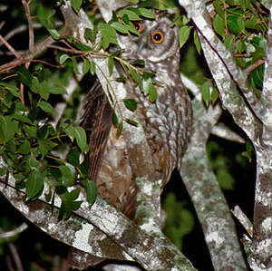 Hibou maître-bois - Asio stygius