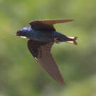 Hirondelle à bavette