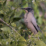 Hypocolius gris