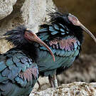 Ibis chauve