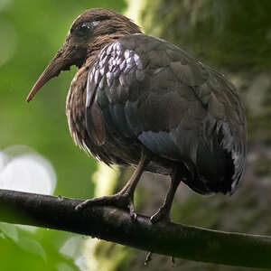 Ibis de Sao Tomé