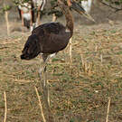 Jabiru d'Afrique