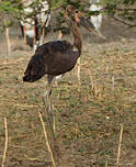 Jabiru d'Afrique