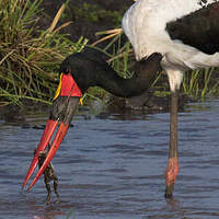 Jabiru d'Afrique