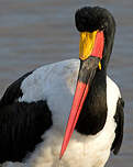 Jabiru d'Afrique